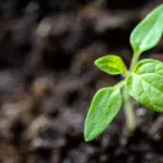 Agriculture & Agri-Tech